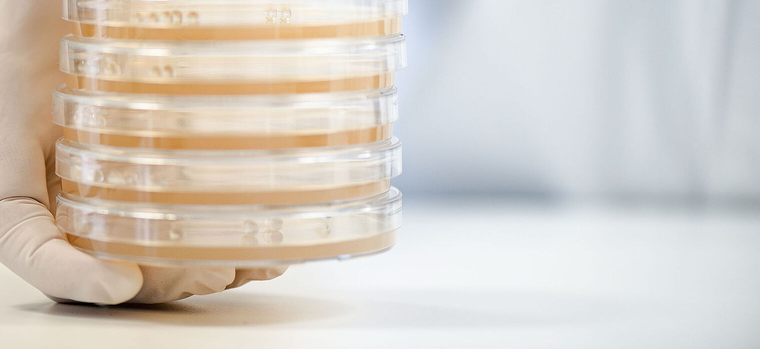 Gloved hand holding a stack of petri dishes with bacterial cultures, set on a clean laboratory surface